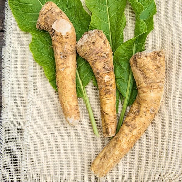 Gurney's Horseradish Hybrid Live Bareroot Vegetable Plant (1-Pack)