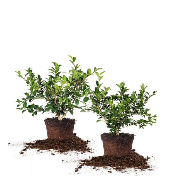 3 Gal. ShiShi Gashira Camellia Flowering Shrub With Pink Blooms (2-Pack)