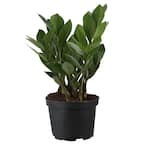 Zamioculas Zamiifolia Indoor ZZ Plant in 6 in. Grower Pot, Avg. Shipping Height 10 in. Tall