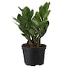 ZZ Plant in 6 in. Grower Pot