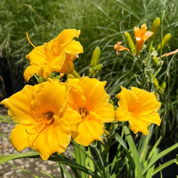 Alder & Oak #1 Container Stella De Oro Dwarf Yellow Daylily Perennial Plant (4-Pack)