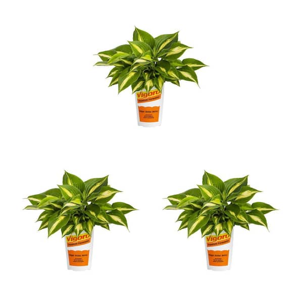 Vigoro 2 qt. Hosta Plantain Lily Rainbows End Variegated Green Perennial Plant (3-Pack)