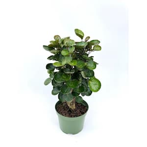 6 in.  Aralia Fabian Plant in Grower Pot