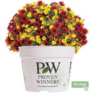 6.5 in. Its So You Combination Live Annual Plant, Multi-Color Flowers (1-Pack)