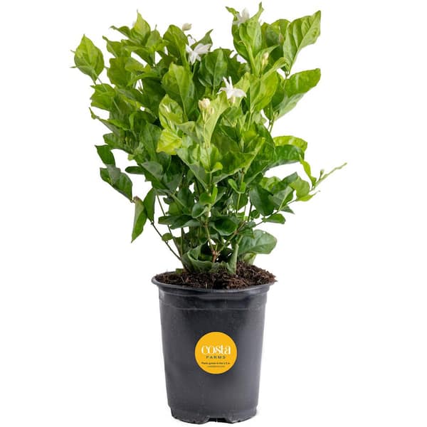 Costa Farms Outdoor Jasmine Belle of India Plant in 2.5 qt. Grower Pot, Avg. Shipping Height 1 ft. to 2 ft. Tall