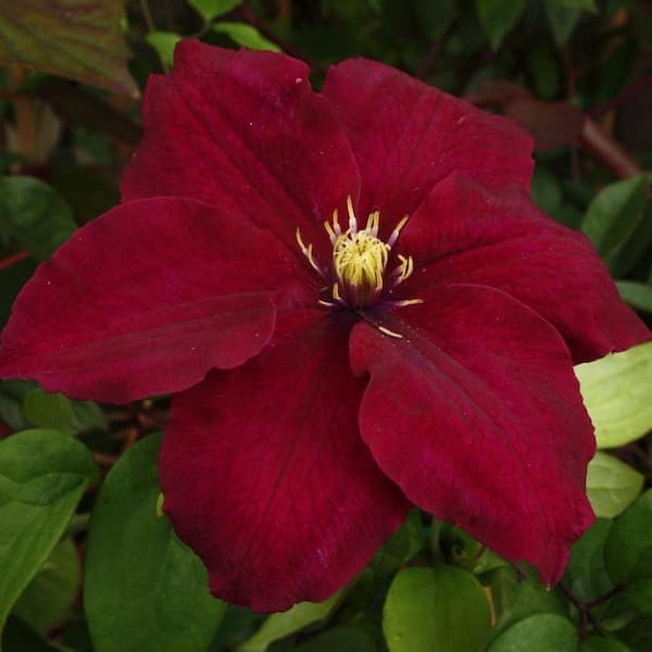 Wekiva Foliage Clematis Rosemoor-3 Live Plants in 3.5 in. Growers Pots-Beautiful and Rare Starter Vines Ready for the Garden