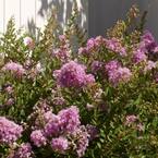 2 Gal. Early Bird Lavender Crape Myrtle, Live Blooming Dwarf Deciduous Shrub
