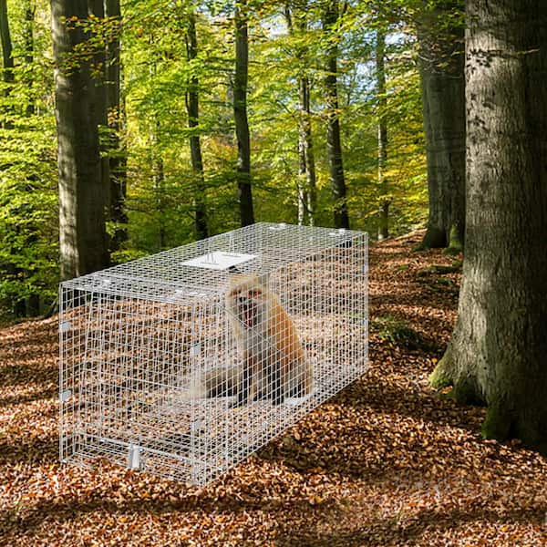 Live Animal Cage Trap 50 in. x 20 in. x 26 in. Humane Cat Trap Galvanized Iron Folding Animal Trap with Handle