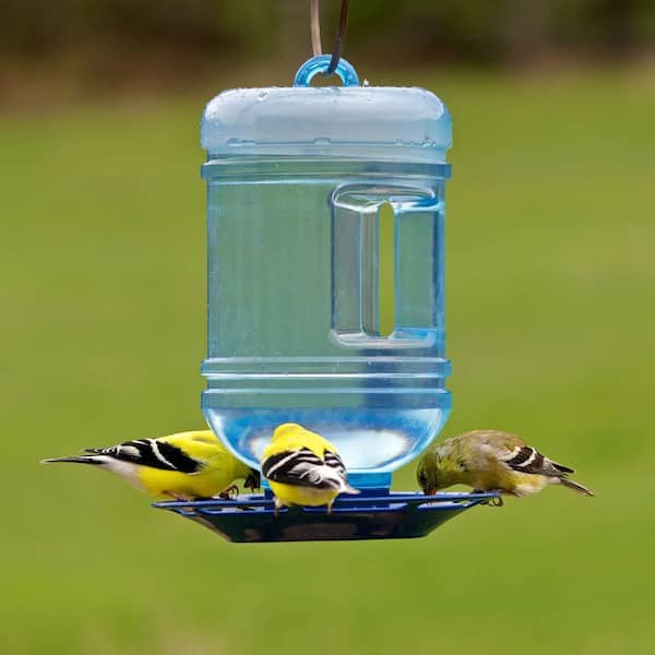 Drink Up! Water Feeder for garden birds