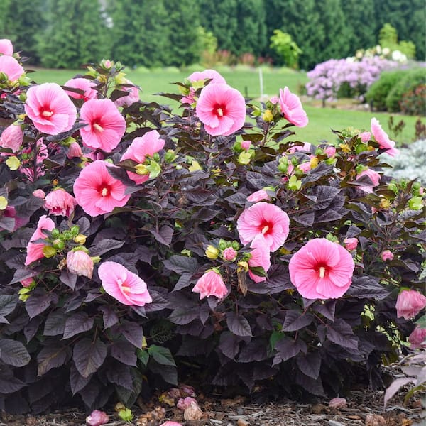 Proven Winners 2 Gal. Summerific Edge of Night Rose Mallow