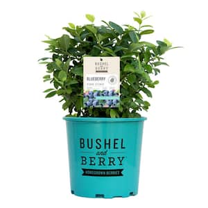 2 Gal. Bushel and Berry Pink Icing Blueberry Live Plant