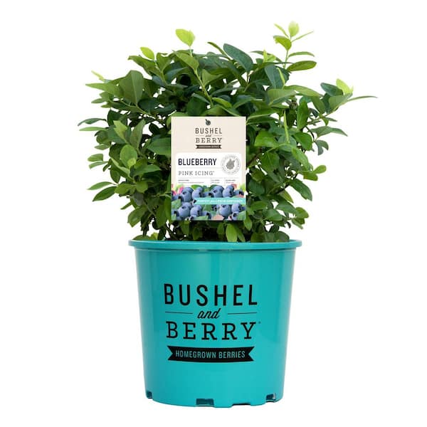 BUSHEL AND BERRY 2 Gal. Bushel and Berry Pink Icing Blueberry Live Plant