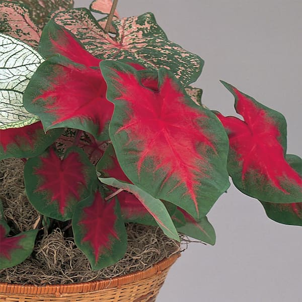 Vigoro 1 Qt. Freida Hemple Caladium Plant