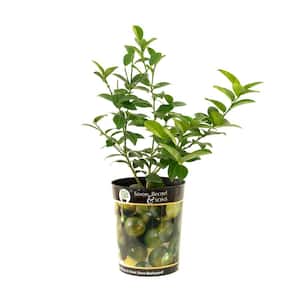 Persian Lime Tree Live Plant (1 gal. Pot)