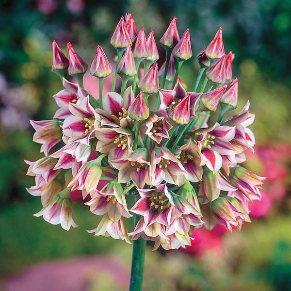 Van Bourgondien Sicilian Honey Lily, Dormant Spring Flowering Bulbs (Set of 6 Bulbs)