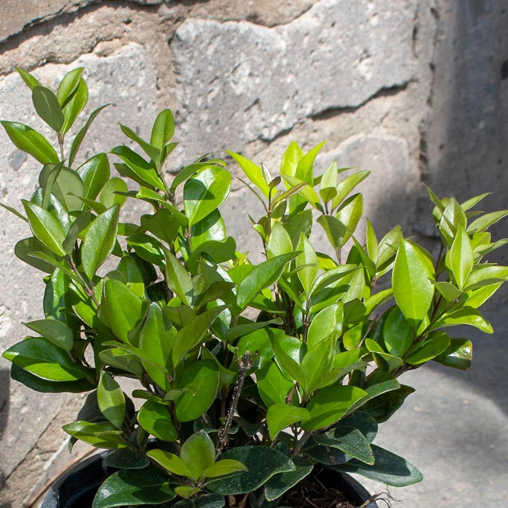 Waxleaf Ligustrum Upright White Blooming Shrub