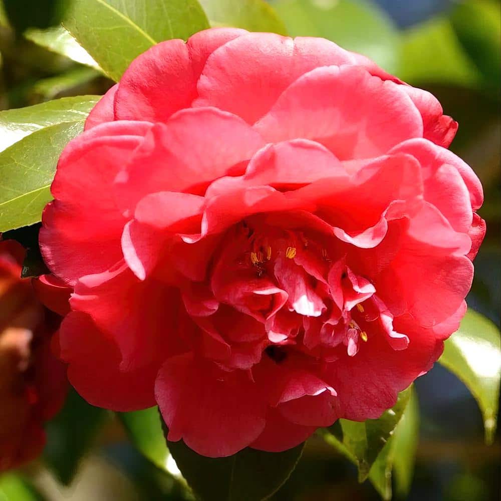 唾奇 - Camellia 2LP national PLANT NETWORK 1 Gal. Camellia Red Twister Shrub with Red