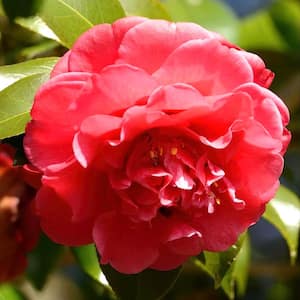 1 Gal. Camellia Red Twister Shrub with Red Flowers