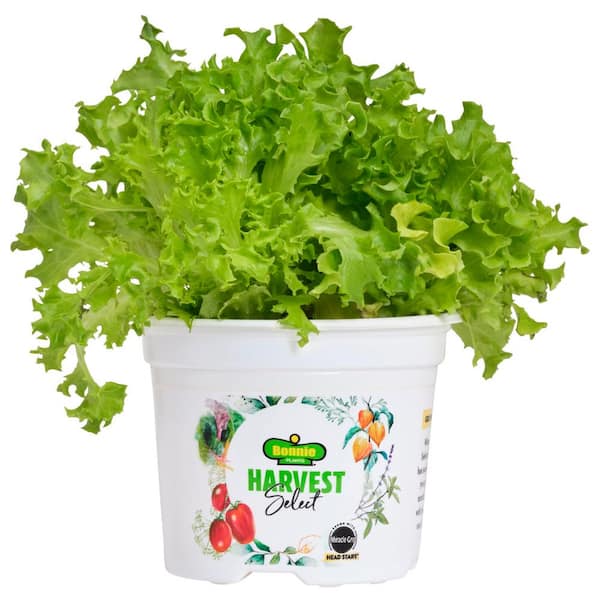 25 oz. Sandy Oakleaf Lettuce Plant