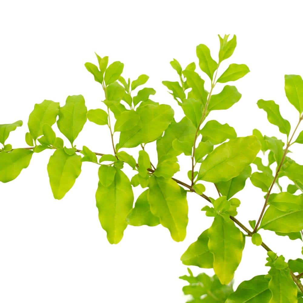 3 Gallon Sunshine Ligustrum Chartreuse Shrub