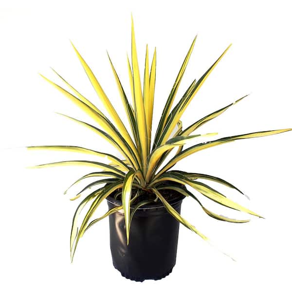 EVERDE GROWERS 2.5 qt. Adam's Needle Yucca