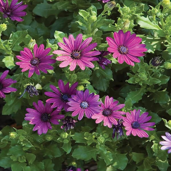 ALTMAN PLANTS #1 2.5 Qt. African Daisy Annual Plant with Blue and Purple Flowers