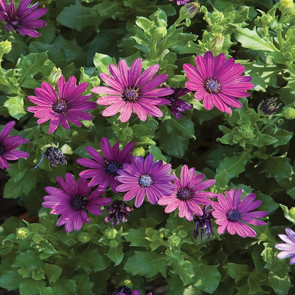 Vigoro 4 in. Purple African Daisy Annual Plant 1235 The Home Depot
