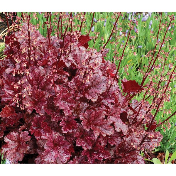 SEASON TO SEASON 2.25 Gal. Heuchera Berry Marmalade Perennial Plant with Purple Foliage