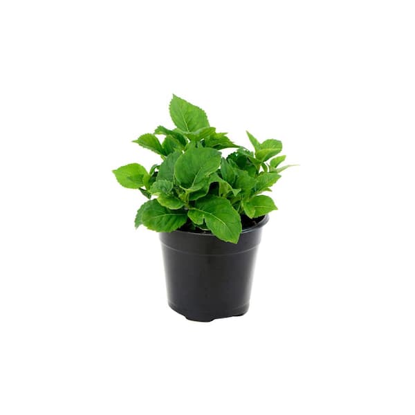 national PLANT NETWORK 2 Gal. Hydrangea Sweet Fantasy Shrub with Speckled Pink Flowers