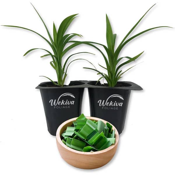 Wekiva Foliage Pandan Plant-2 Live Tissue Culture Starter Plants-Pandanus Amaryllifolius-Fragrant Flavor Sweet Edible Leaves