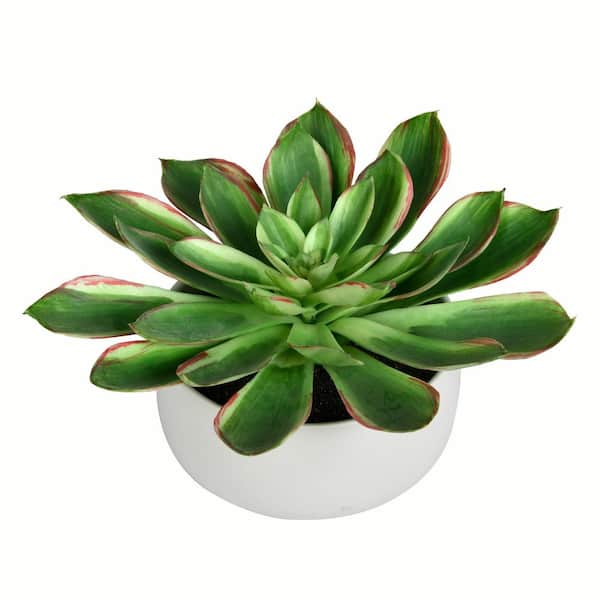 Vickerman 10 in. Artificial Potted Green Succulent.