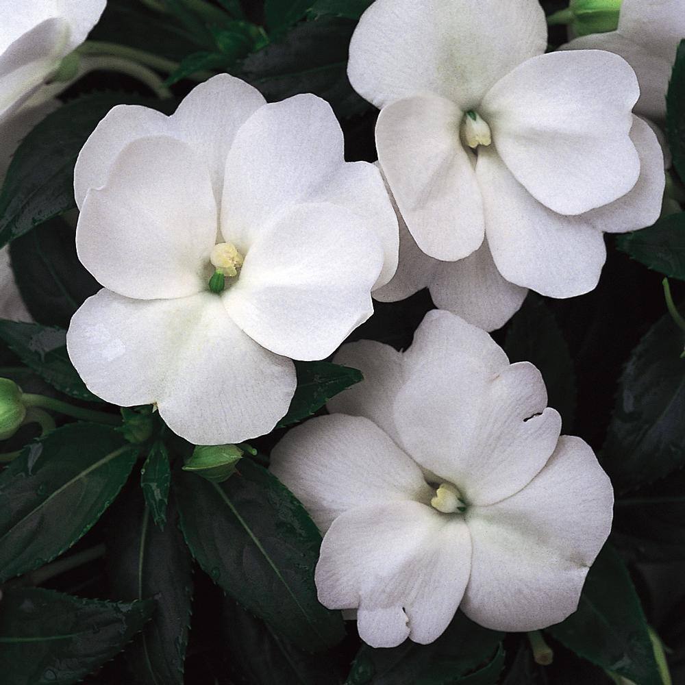 White Spots On Sunpatiens Flowers edu.svet.gob.gt