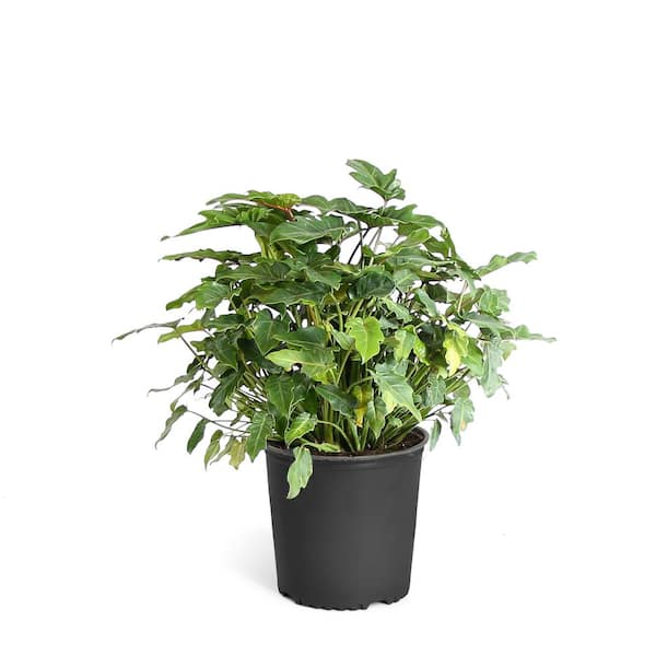 Brighter Blooms 3 Gal. Philodendron Xanadu Indoor Plant