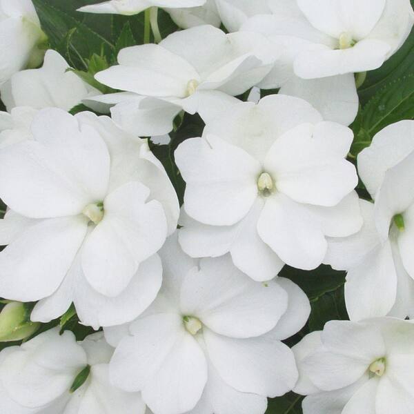 PROVEN WINNERS Infinity White (New Guinea Impatiens) Live Plant, White Flowers, 4.25 in. Grande