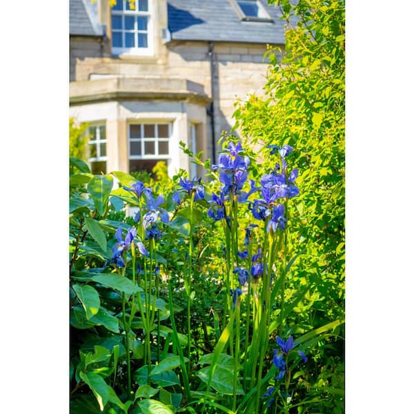 3 Gal. Caesar's Brother Siberian Iris (Iris sibirica) Live Shrub with Deep Violet Flowers