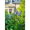 bell-nursery-shrubs-hedges-siris3cae1pk-e1.1