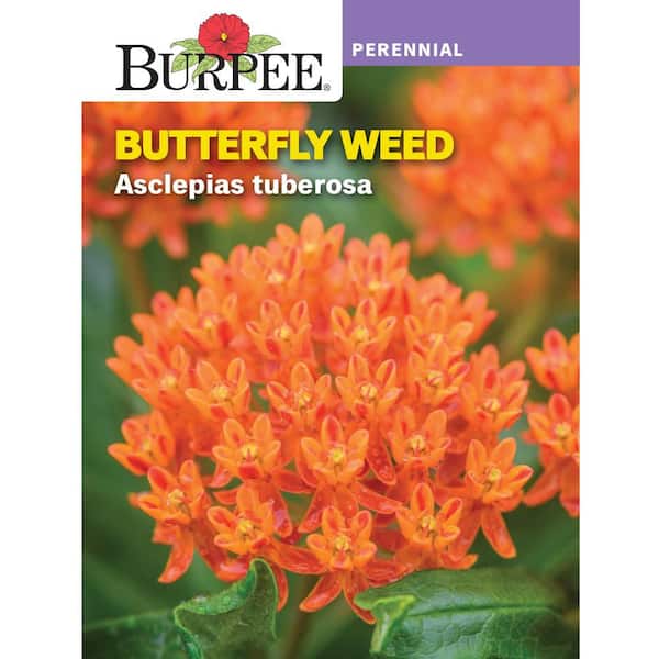 Perennial Butterfly Weed Flower Seed