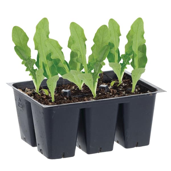 Bonnie Plants 1.19 qt. Heading Iceberg Lettuce Plant (6-Pack)