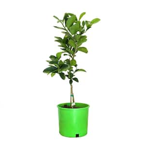 3 Container Bearss Lime Evergreen Tree
