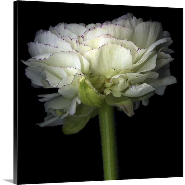 GreatBigCanvas "Ranunculus White" by Magda Indigo Canvas Wall Art