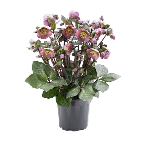 FROSTKISS 2.5 qt. Penny's Pink Hellebore Perennial Plant with Pink Flowers (4-Pack)