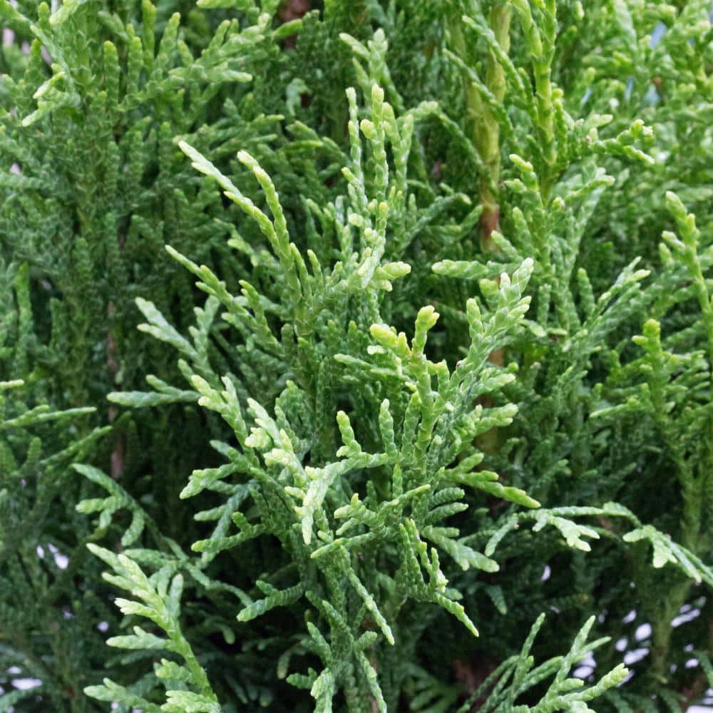 Emerald Green Arborvitae 1-Gallon Evergreen Shrub