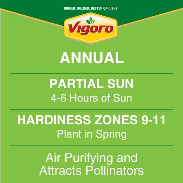 Vigoro 2 qt. Begonia I'Conia Bacio Orange Annual Plant (3-Pack