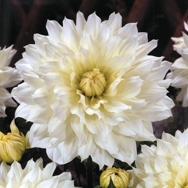 Unbranded Dahlia Snow Country Dormant Tubers (4-Pack)