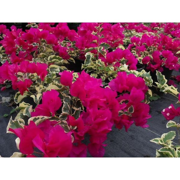 Unbranded Bougainvillea