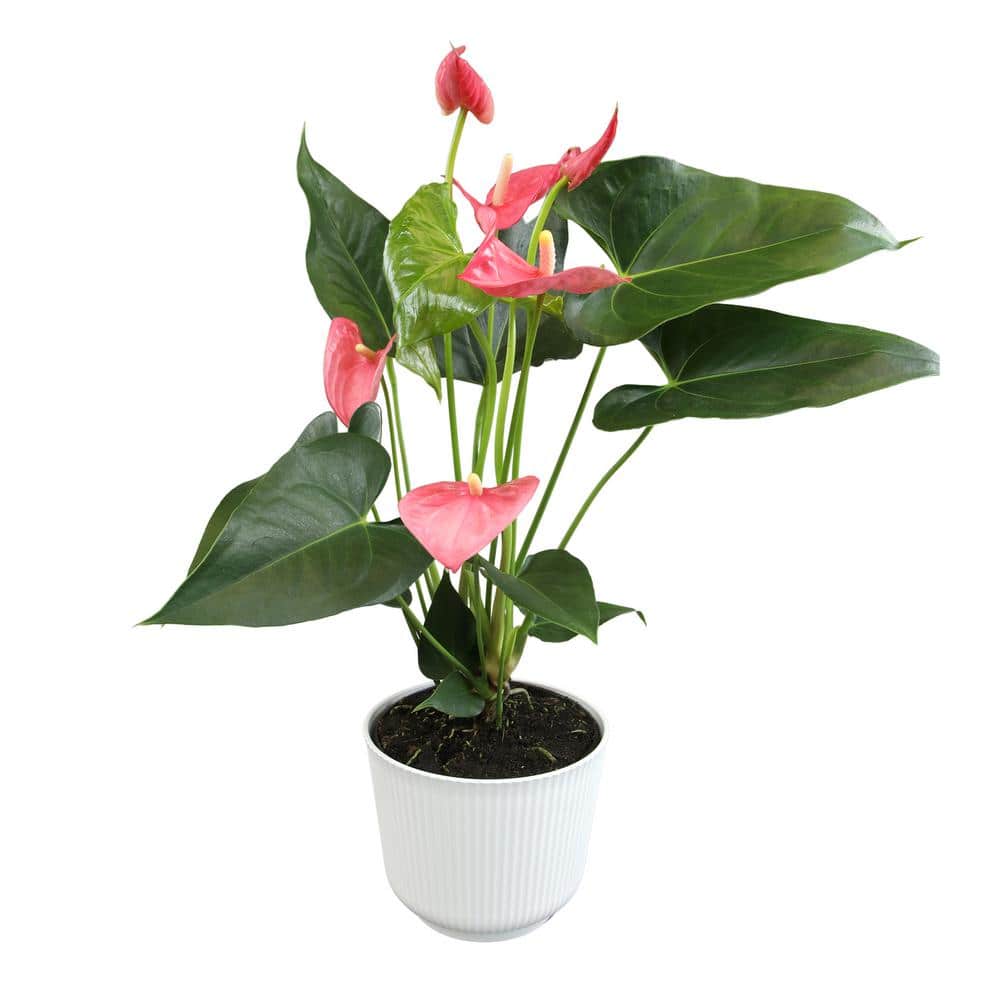 altman-plants-house-plants-
