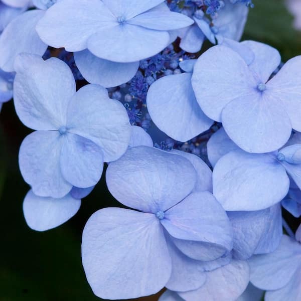 fabric pots – Hydrangeas Blue