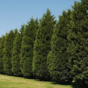 7 Gal. Leyland Cypress Evergreen Tree with Green Foliage