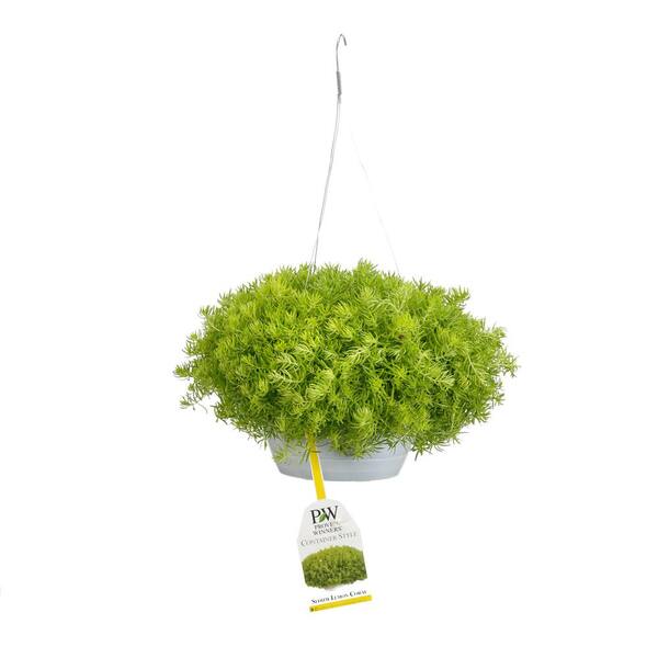 PROVEN WINNERS 10 in. Lemon Coral Mono Hanging Basket (Sedum) Live Plant, Yellow-Green Foliage