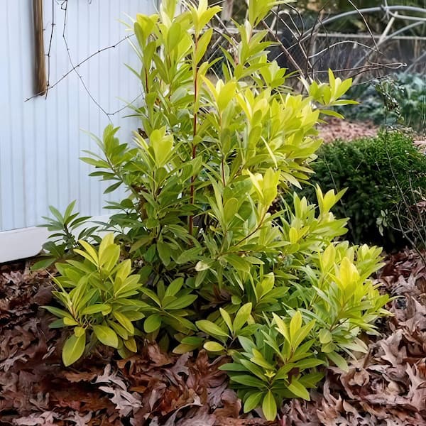 National Plant Network 3 gal. Illicium Florida Sunshine